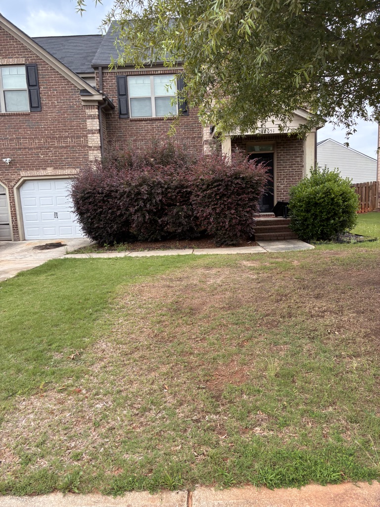 Hedge shaping & cleanup — before