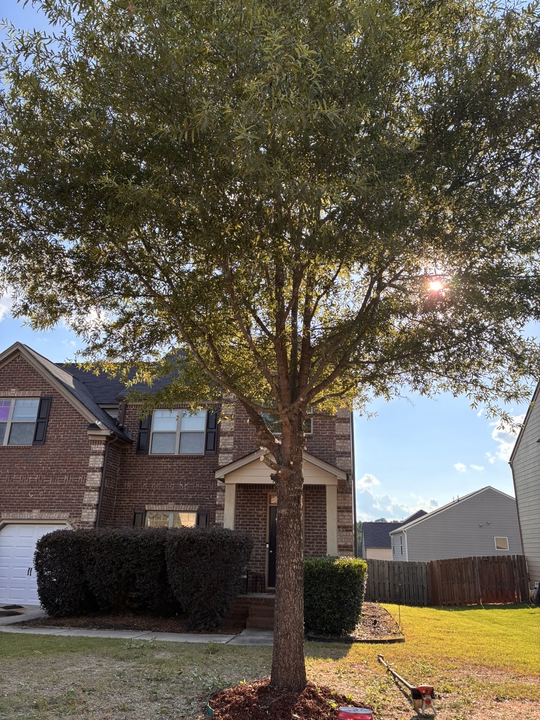 Tree care & mulch ring — after