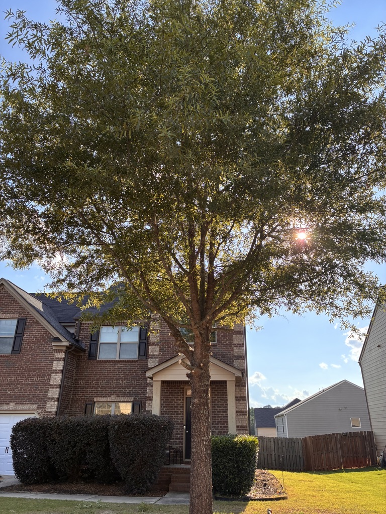 Mature tree & shade tree care — after