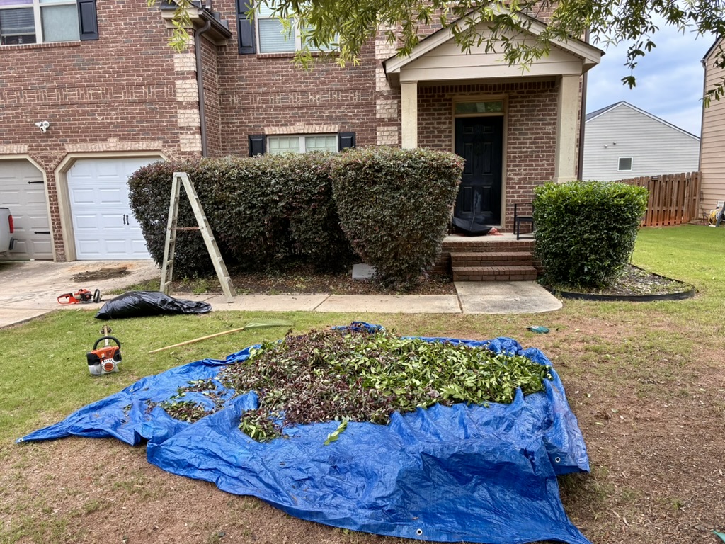 Hedge shaping & cleanup — after