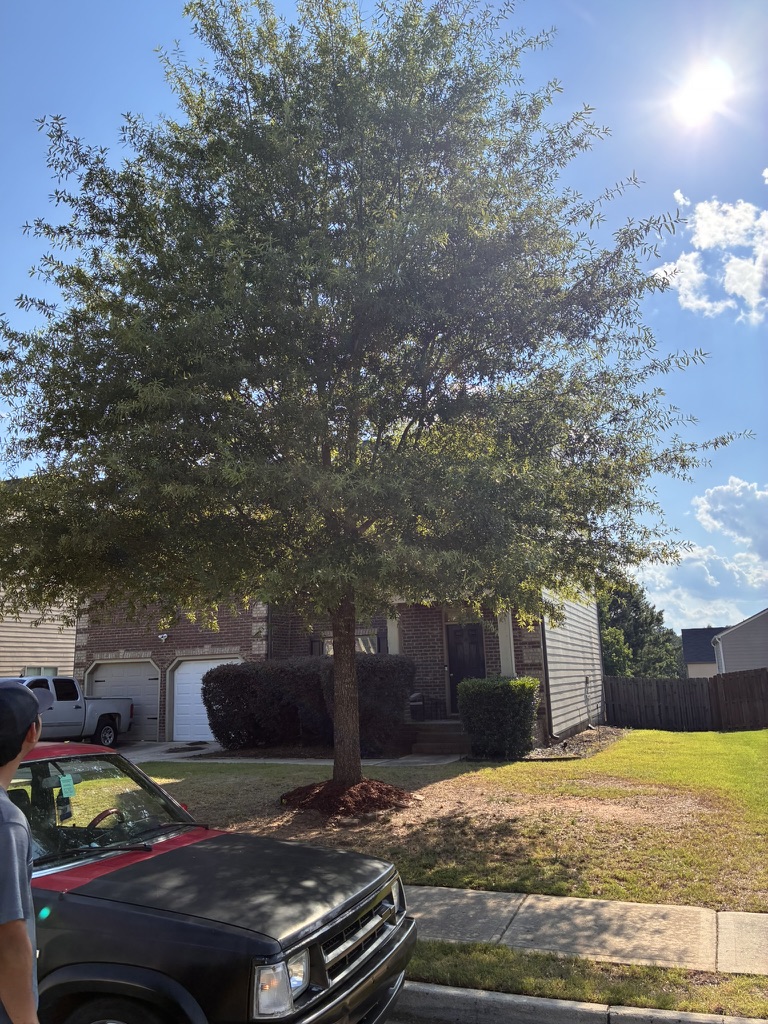 Tree care & mulch ring — before